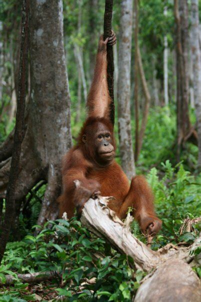 Orangutan magic